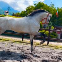 Cavallo Andaluso
