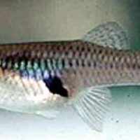 Gambusia affinis pesci mangia zanzare da laghetto