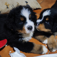 Bovaro del bernese con pedigree