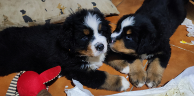 Bovaro del bernese con pedigree