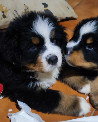 Bovaro del bernese con pedigree