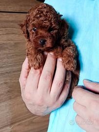 Barboncino toy red con pedigree ENCI