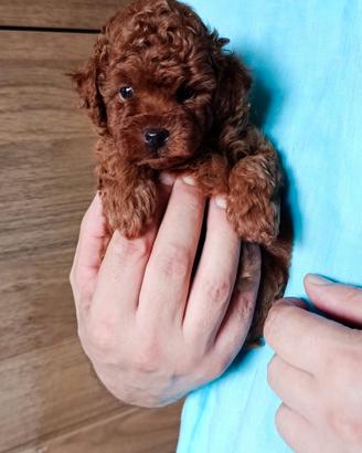 Barboncino toy red con pedigree ENCI