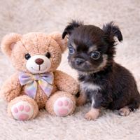 Chihuahua maschietti stupendi belli