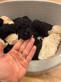 Cuccioli barboncino