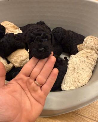 Cuccioli barboncino