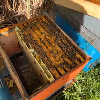 Nuclei d’api 5 telaini