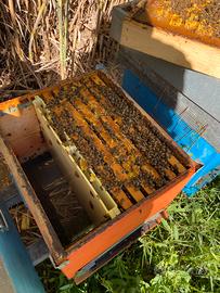 Nuclei d’api 5 telaini