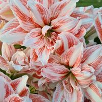  Hippeastrum Dancing Queen 