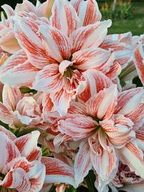  Hippeastrum Dancing Queen 