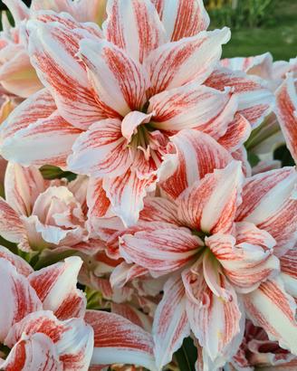 Hippeastrum Dancing Queen 