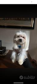 maltese 