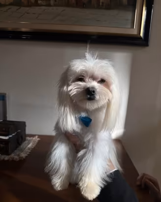 maltese 