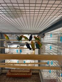 Inseparabili giovani novelli