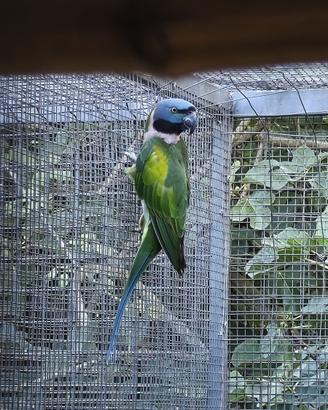 Psittacula Derbiana 2025 e 2026