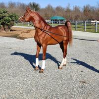 Stallone purosangue arabo