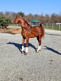 Stallone purosangue arabo