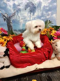 Scricciolino -- Maltesino Taglia Mini Toy