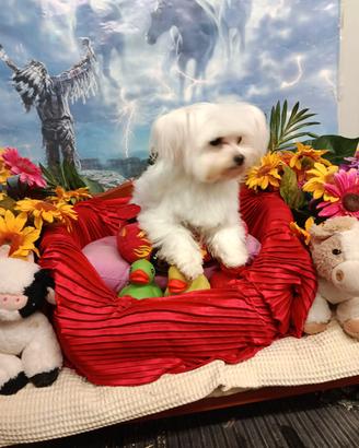 Scricciolino -- Maltesino Taglia Mini Toy