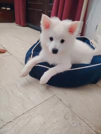 cuccioli volpini tedeschi bianchi 