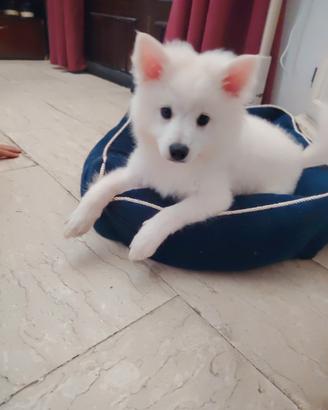 cuccioli volpini tedeschi bianchi 
