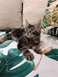 Maine Coon