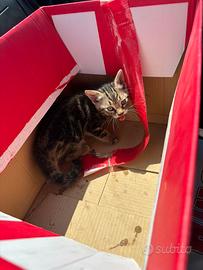 Gattino maschio