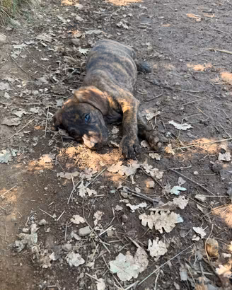 Cuccioli segugio maremmano
