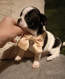 Chihuahua cuccioli Pedigree Enci