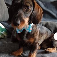 Cuccioli bassotto tedesco a pelo duro con pedigree