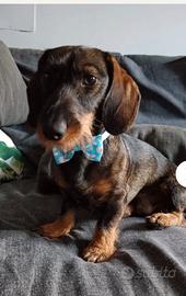 Cuccioli bassotto tedesco a pelo duro con pedigree