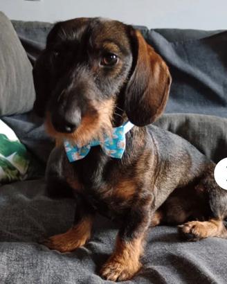 Cuccioli bassotto tedesco a pelo duro con pedigree