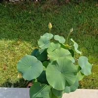 Fiore di loto (rizoma) rustico per laghetti