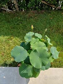 Fiore di loto (rizoma) rustico per laghetti