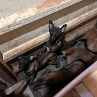 Pastori belga malinois