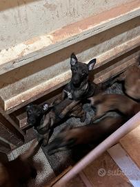 Pastori belga malinois