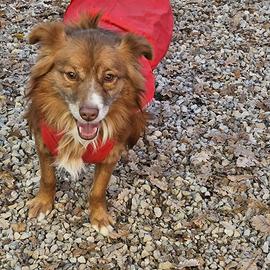 Adozione gratuita simil volpino