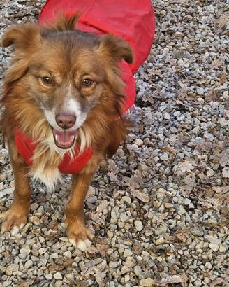 Adozione gratuita simil volpino