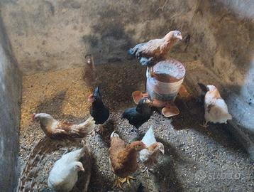 Galline ovaiole e galli