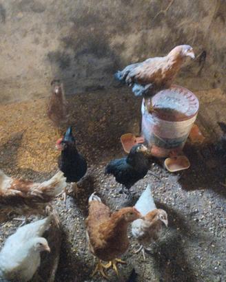 Galline ovaiole e galli