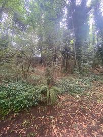 Terreno agricolo (BOSCO CEDUO)