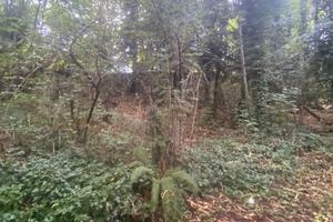 Terreno agricolo (BOSCO CEDUO)