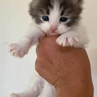 Gattino siberiano blue tabby white
