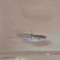 Guppy crobra crowntail
