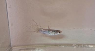 Guppy crobra crowntail