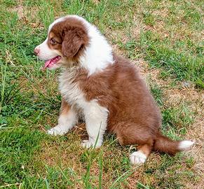 Australian shepherd