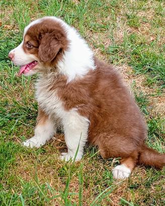 Australian shepherd