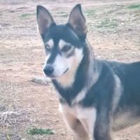 Una casa per Sky mix husky in adozione