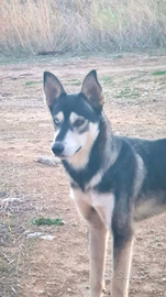 Una casa per Sky mix husky in adozione