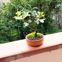 bonsai di ligustro japonica 